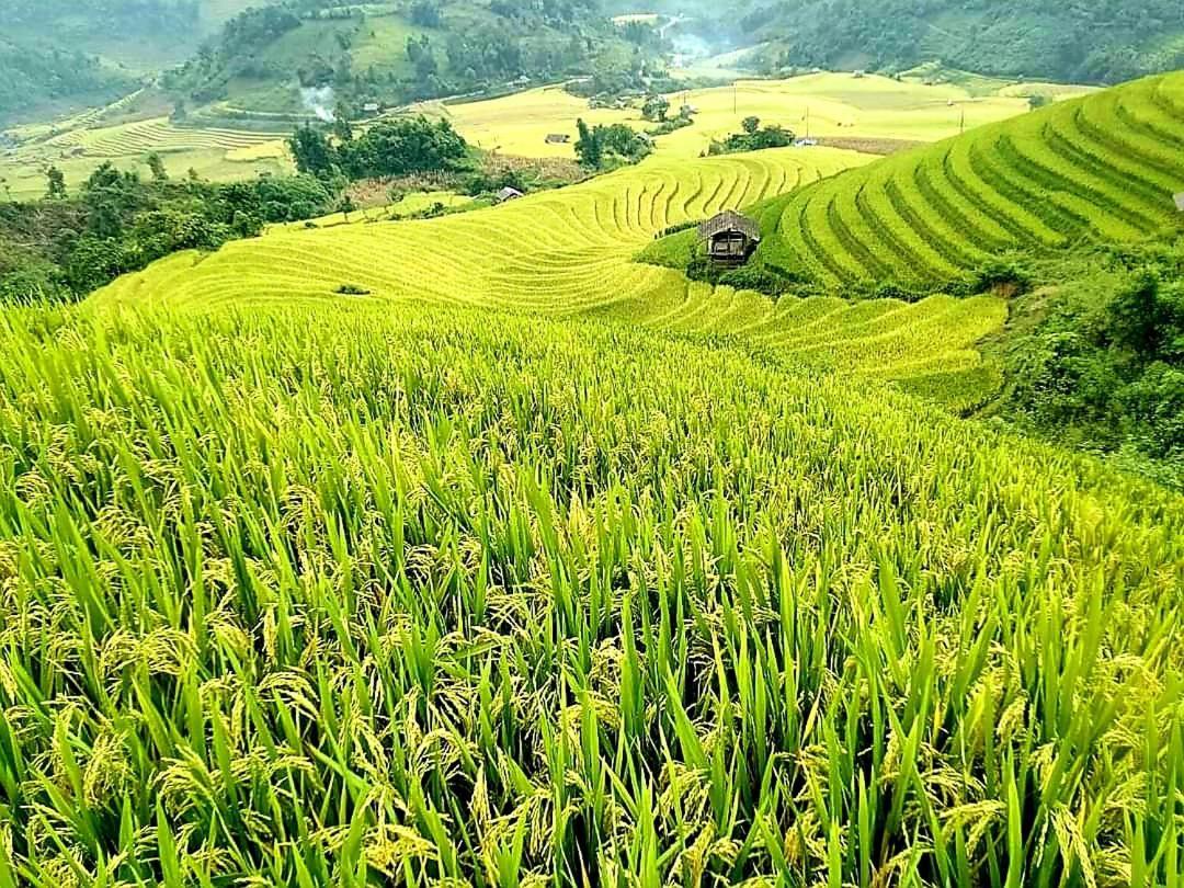 Tavan Dragon House Lao Cai Bagian luar foto